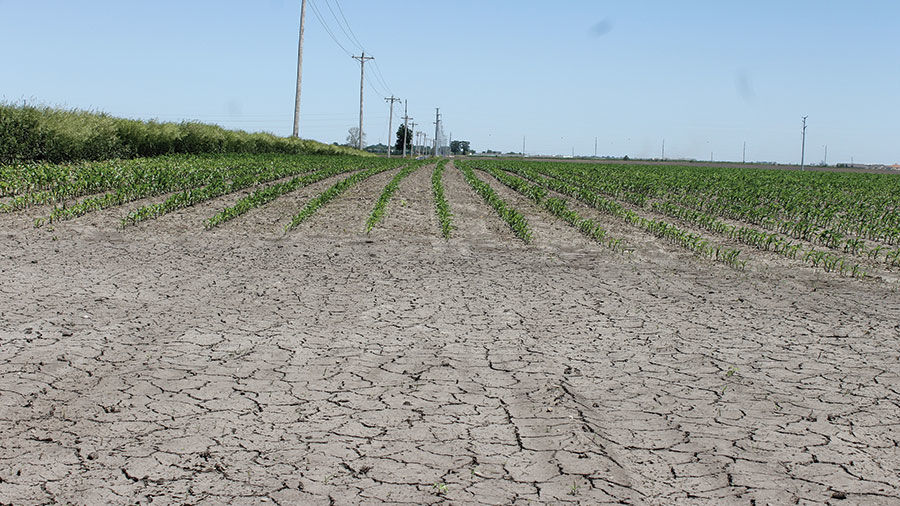 Blank spots in a central Illinois corn field
